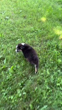 Miniature Australian Shepherd dogs for sale: Fiona - Video 1