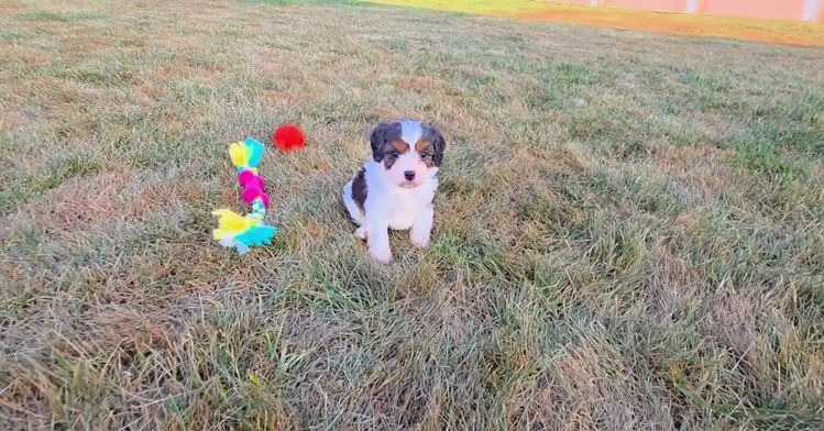 Cavapoo dogs for sale: Ed - Video 2