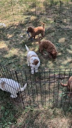 Goldendoodle dogs for sale: Ace - Video 1