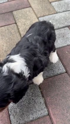 Cavalier King Charles Spaniel dogs for sale: Ray - Video 1