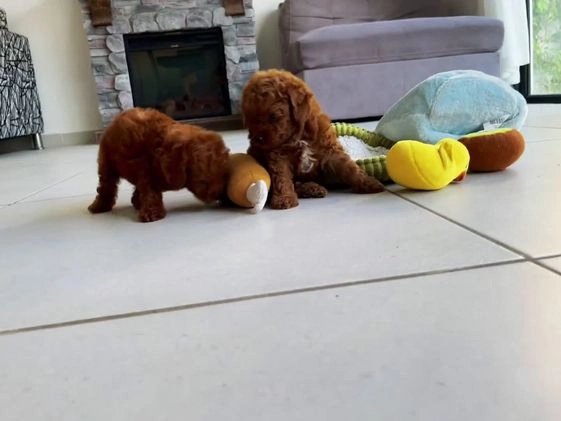 Toy Poodle dogs for sale: Rose - Video 1
