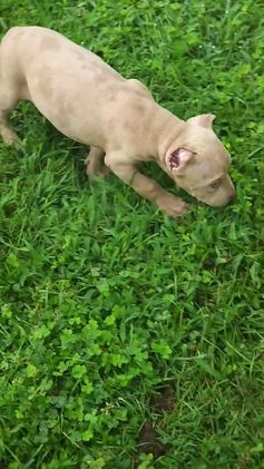 Cane Corso dogs for sale: Mr. Blue Eye Clouds - Video 1