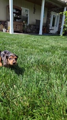 Dachshund dogs for sale: Jennifer - Video 1
