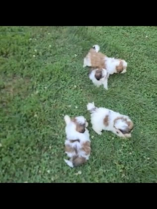 Shorkie dogs for sale: Wonder - Video 1