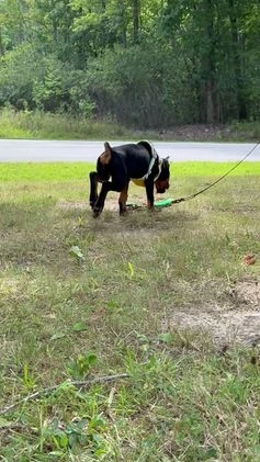 Doberman Pinscher dogs for sale: Banana - Video 2