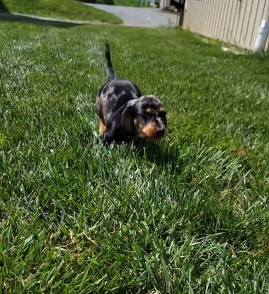 Dachshund dogs for sale: Carson - Video 2