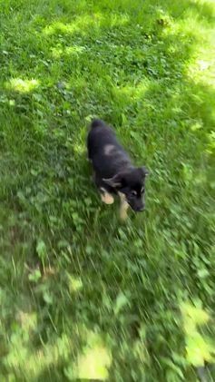 Miniature Australian Shepherd dogs for sale: Stella - Video 1