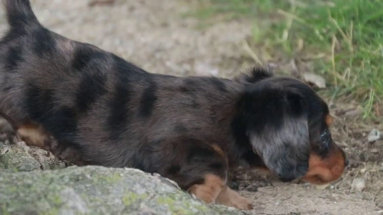Miniature Dachshund dogs for sale: Fernando - Video 1