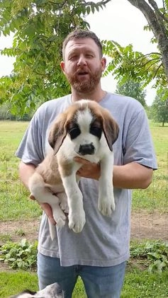 Saint Bernard dogs for sale: Coleman Saint Bernards Of Ohio Roxy - Video 1