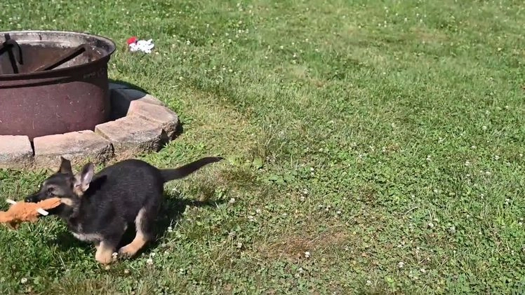 German Shepherd dogs for sale: Mackenzie - Video 1
