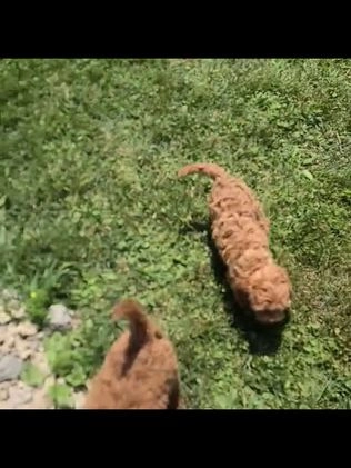 Cockapoo dogs for sale: Lucky - Video 1