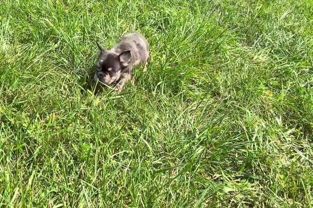 French Bulldog dogs for sale: Dexter - Video 1