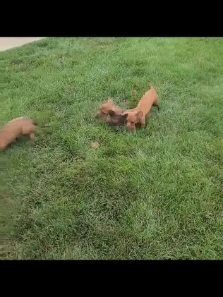 Miniature Dachshund dogs for sale: Issac - Video 1