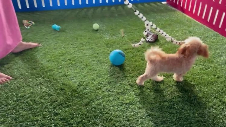 Maltipoo dogs for sale: Eldo - Video 1