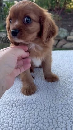 Cavalier King Charles Spaniel dogs for sale: Cruz - Video 1