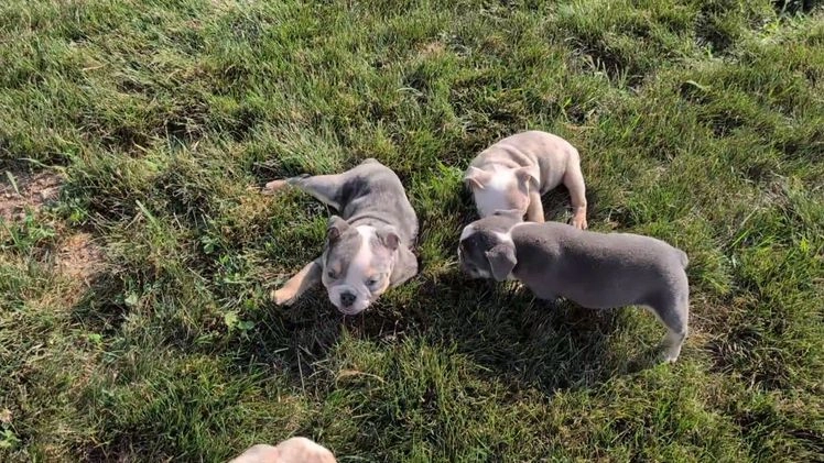 English Bulldog dogs for sale: Heath - Video 3