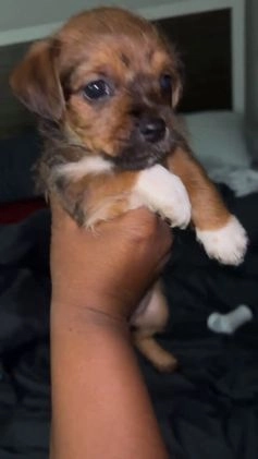 Morkie dogs for sale: Sapphire - Video 1