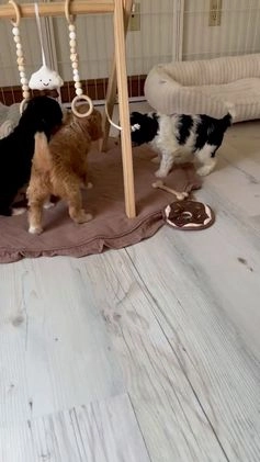 Bernedoodle dogs for sale: Reese- medium - Video 1