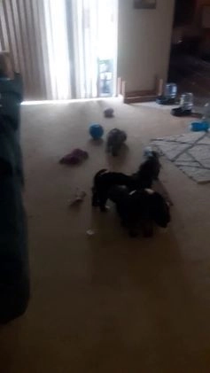 Shih Tzu dogs for sale: G Baby - Video 2