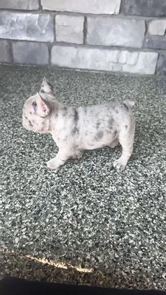 French Bulldog dogs for sale: Loki - Video 1