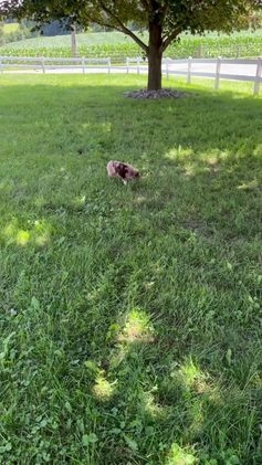 Miniature Australian Shepherd dogs for sale: Manny - Video 1