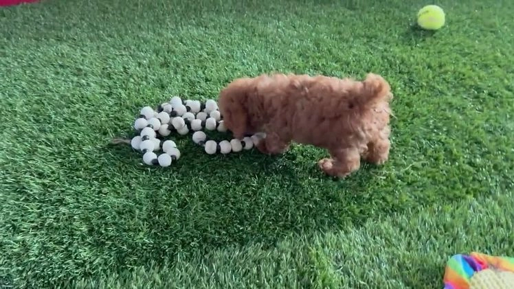 Toy Poodle dogs for sale: Kaylee - Video 1