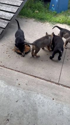 German Shepherd dogs for sale: Stripe - Video 1