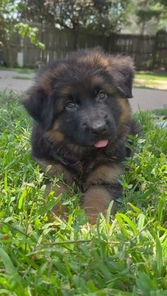 German Shepherd dogs for sale: Diesel - Video 2