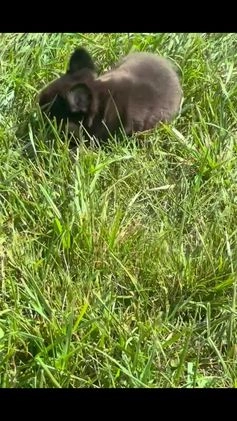 French Bulldog dogs for sale: Bentley - Video 1