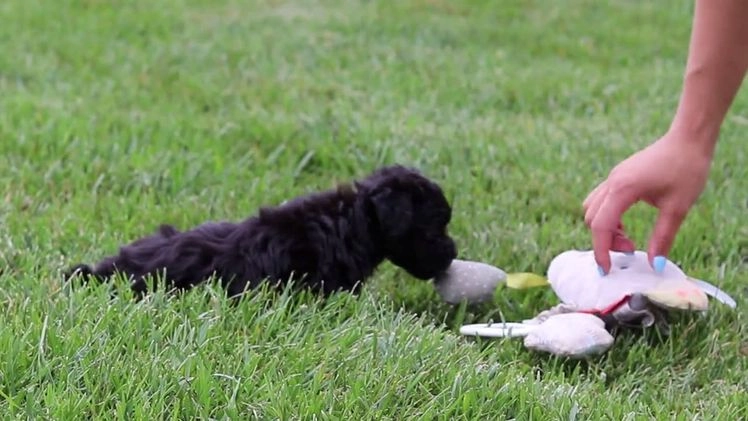 Yorkiepoo dogs for sale: Allie - Video 1