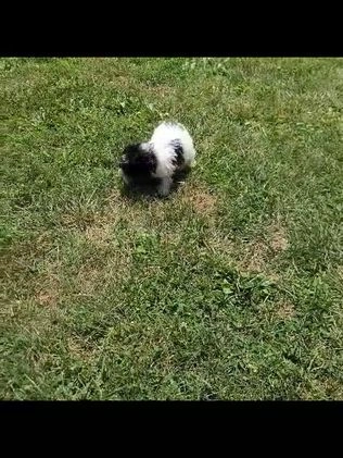 Miniature Poodle dogs for sale: Nicholas - Video 1