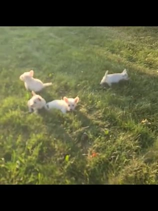 West Highland Terrier dogs for sale: Ollie - Video 1