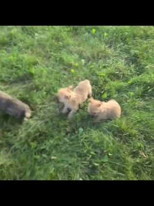 Cairn Terrier dogs for sale: Emmy - Video 1