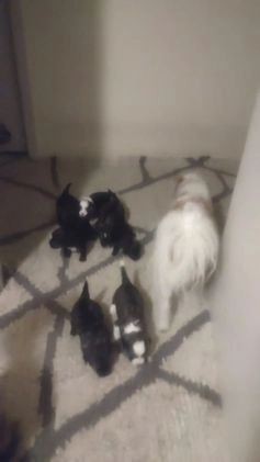 Shih Tzu dogs for sale: G Baby - Video 1