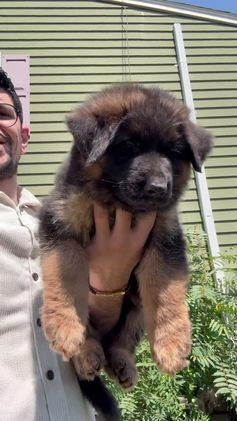 German Shepherd dogs for sale: Diesel - Video 1