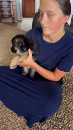 German Shepherd dogs for sale: Jessa - Video 1