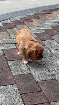 Cavalier King Charles Spaniel dogs for sale: Ruby - Video 1