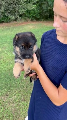 German Shepherd dogs for sale: Jayla - Video 1