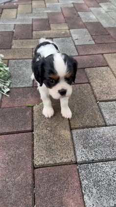 Cavalier King Charles Spaniel dogs for sale: Ryan - Video 1