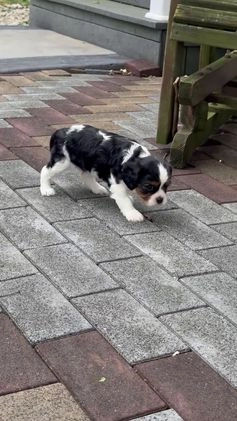 Cavalier King Charles Spaniel dogs for sale: Rhoda - Video 1