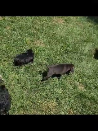 Miniature Poodle dogs for sale: Maggie - Video 1