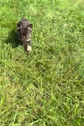 French Bulldog dogs for sale: Vegas - Video 1
