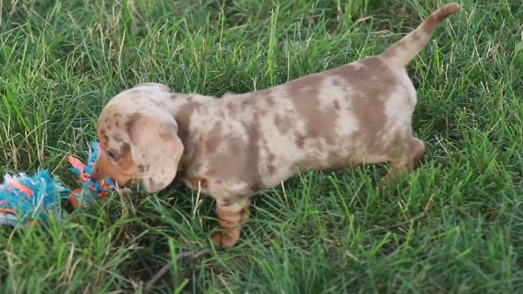 Miniature Dachshund dogs for sale: Feliz - Video 1