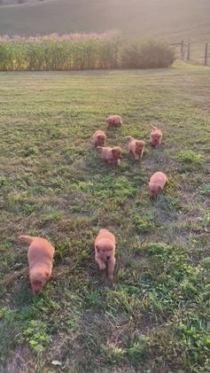 Golden Retriever dogs for sale: Jasper - Video 1