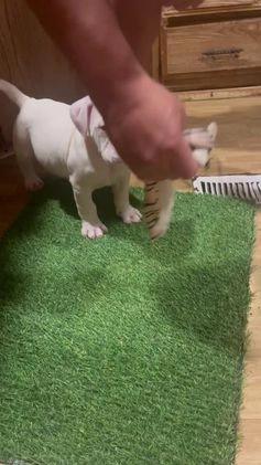 American Bully dogs for sale: Clavi - Video 2