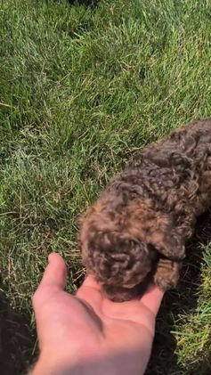 Toy Poodle dogs for sale: Buffy - Video 1