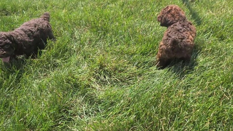 Toy Poodle dogs for sale: Buffy - Video 3