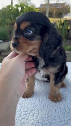 Cavalier King Charles Spaniel dogs for sale: Cooper - Video 2