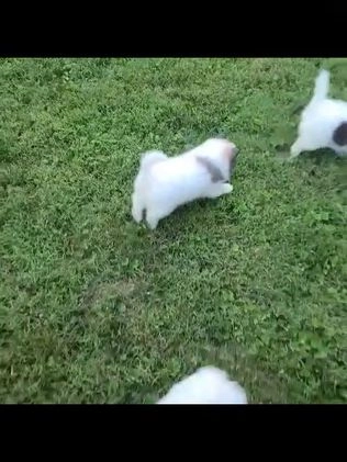 Pomeranian dogs for sale: Sanford - Video 1