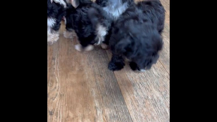 Morkie dogs for sale: Lillian - Video 1